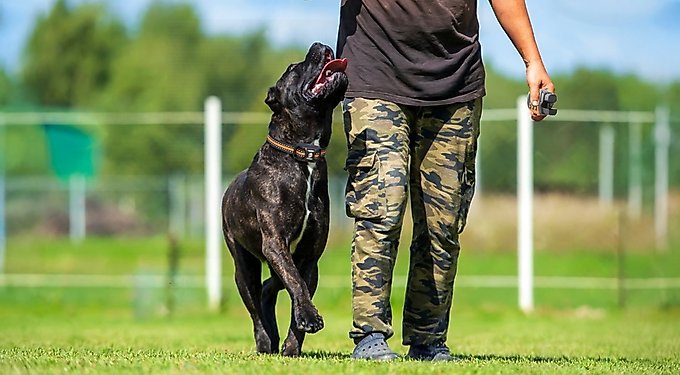 Bousnic Remote Waterproof Dog Training Collar, 3300-ft