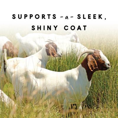 Show full view: Manna Pro Skin & Coat Goat Supplement, 4-lb slide 6 of 7