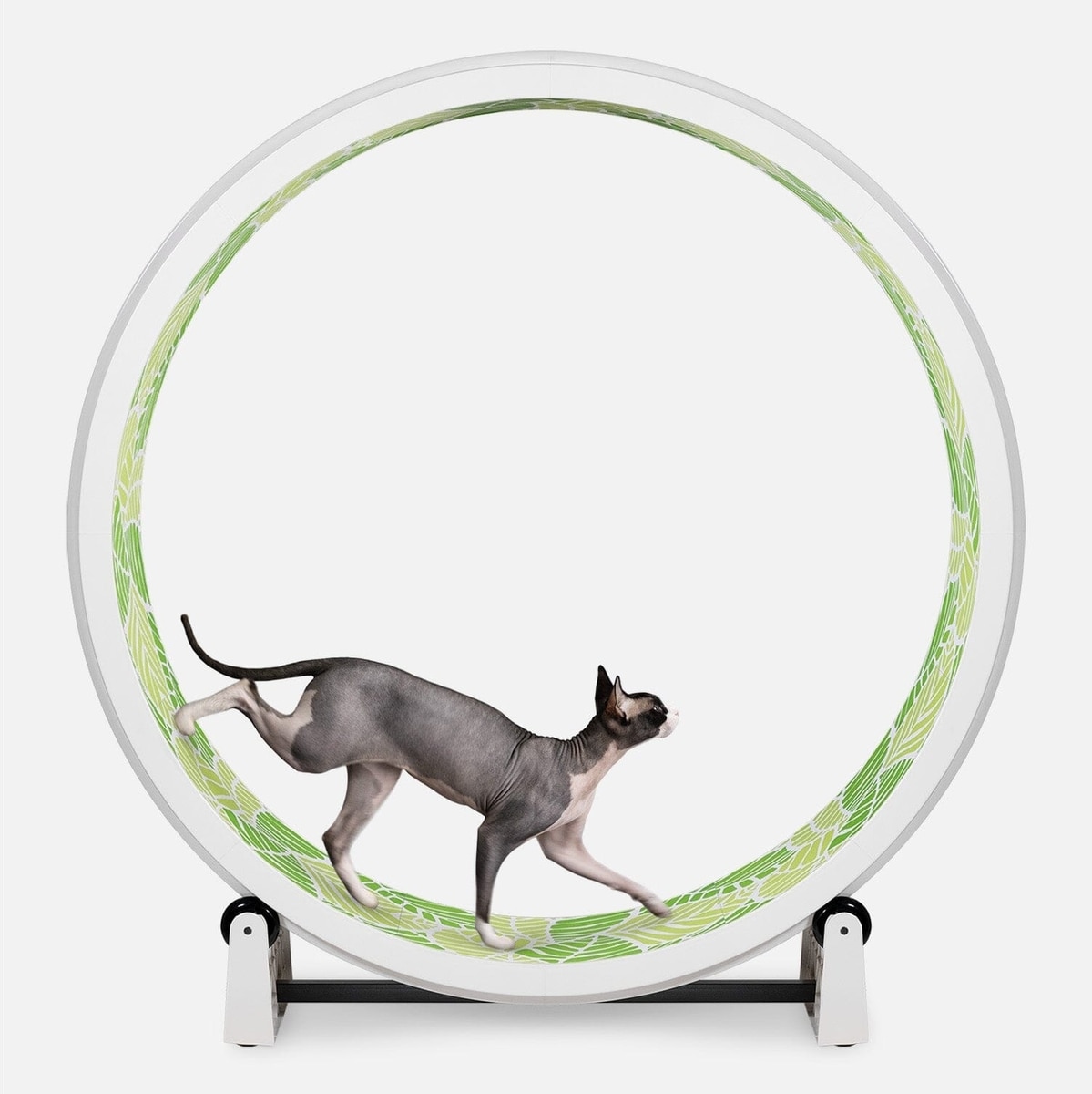 Out of Stock - ONE FAST CAT Gen 7 Cat Exercise Wheel, White with Jungle ...
