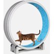 Out of Stock - ONE FAST CAT Gen 7 Cat Exercise Wheel, White with Koi ...