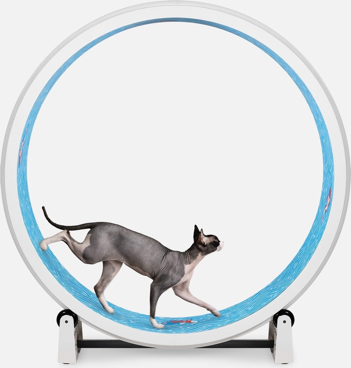 Out of Stock - ONE FAST CAT Gen 7 Cat Exercise Wheel, White with Koi ...