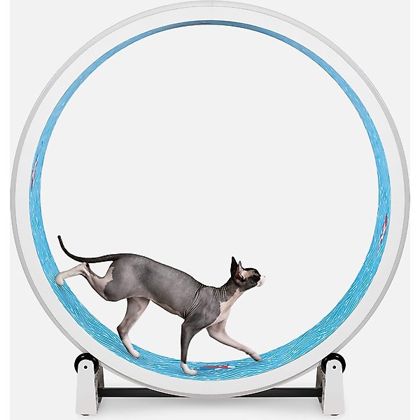 Out of Stock - ONE FAST CAT Gen 7 Cat Exercise Wheel, White with Koi ...