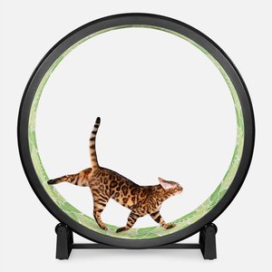 One Fast Cat Gen 7 Cat Exercise Wheel, Black with Jungle Leaves Foam Pads