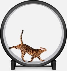 One Fast Cat Gen 7 Cat Exercise Wheel, Black with Gray Felt Pads