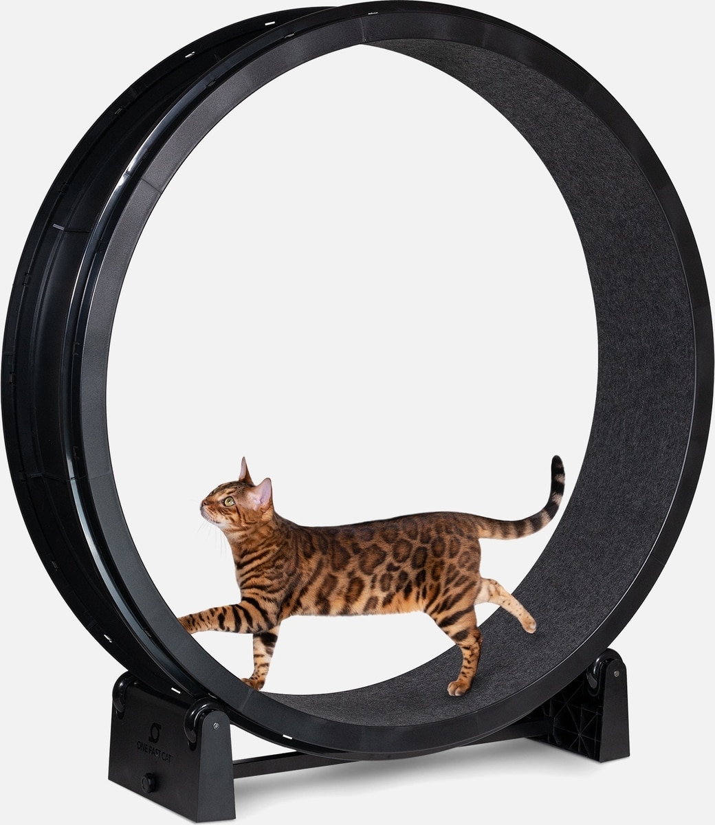 専用　キャットホイール　ONE　FAST　CAT ONE FAST CAT Gen 7 Cat Exercise Wheel, Black with Black Felt Pads