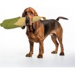 Show in main carousel: Petlou Corn Squeaky Plush Dog Toy, Yellow, 29-in slide 2 of 6