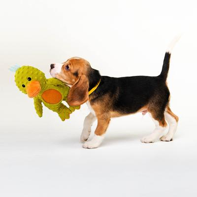 Show full view: Petlou Dotty Friends 3.0 Duck Squeaky Plush Dog Toy, Yellow, 13-in slide 2 of 5