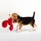 Show in main carousel: Petlou Dotty Friends Lobster Squeaky Plush Dog Toy, Red, 12-in slide 2 of 6