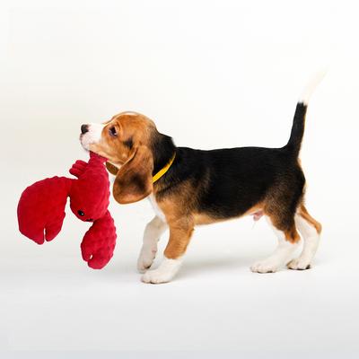 Show full view: Petlou Dotty Friends Lobster Squeaky Plush Dog Toy, Red, 12-in slide 2 of 6
