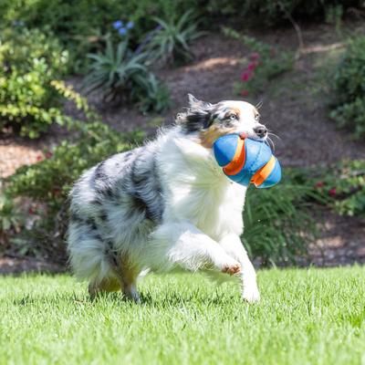 Show full view: Chuckit! Giggle Fumble Fetch Dog Toy, Blue, Small slide 6 of 7