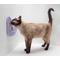Show in main carousel: Jackson Galaxy Mmmeow Mat Non-skid Silicone Cat Feeder, 1-cup, Lavender slide 4 of 9