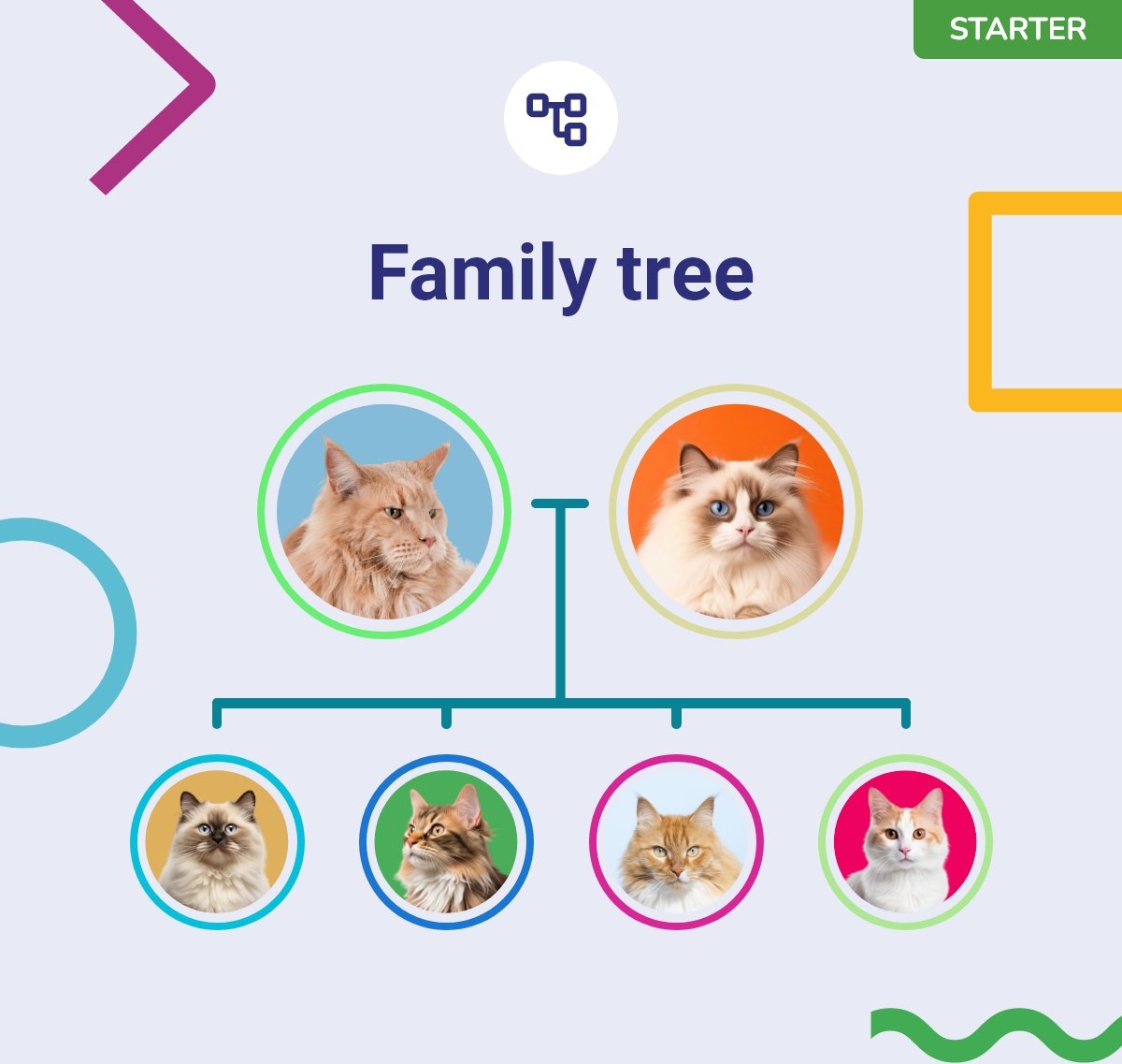 Koko Genetics Starter Cat DNA Test