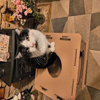 Show full view: PetPro Indoor Corrugated Cardboard Cat House with Scratcher slide 8 of 9