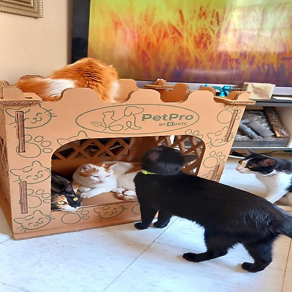 Show full view: PetPro Castle Indoor Corrugated Cardboard Cat House slide 4 of 7