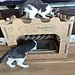 Show in main carousel: PetPro Castle Indoor Corrugated Cardboard Cat House slide 3 of 7