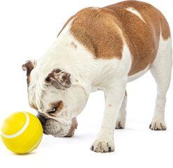 GURU Giggling Tennis Ball Dog Toy, Large slide 2 of 2