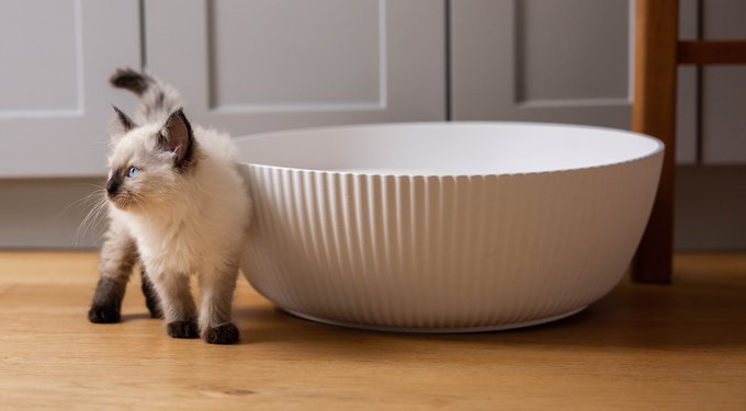 PrettyLitter Health Monitoring Cat Litter