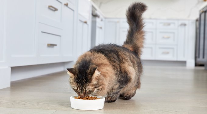 Purina Pro Plan LiveClear Probiotic Chicken & Rice Formula Dry Cat Food