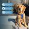 Show in main carousel: Best Pet Supplies Voyager Step-in Air Dog Harness, Royal Blue, Large slide 5 of 10