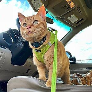 Best Pet Supplies Voyager Step-in Air Dog Harness, Lime Green, Small