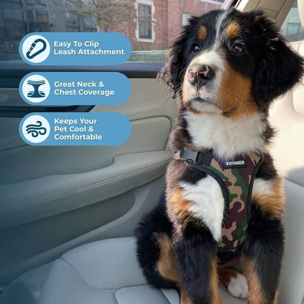 Voyager Espe Proof T Harness And Leash Set With Reflective Stitching Neoprene Handle 5ft Supports Small Medium And Large Cats Kittens For Walking By Best Pet Supplies Bt Turquoise Xxs P 136913561 Cat 3259