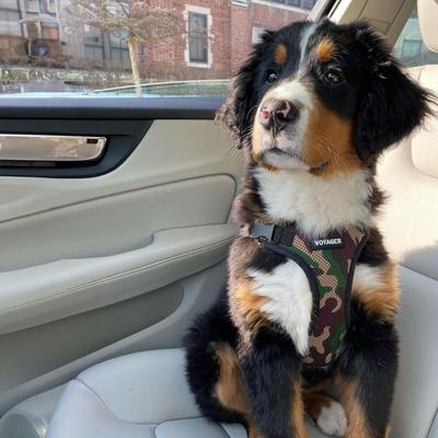 Show full view: Best Pet Supplies Voyager Step-in Air Dog & Cat Harness, Army Base, Medium slide 9 of 10