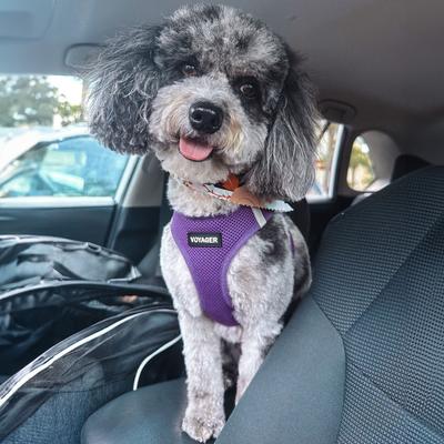 Show full view: Best Pet Supplies Voyager Step-in Air Dog Harness, Purple, XXX-Small slide 9 of 11