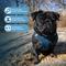 Show in main carousel: Best Pet Supplies Voyager Step-in Air Dog Harness, Blue, X-Small slide 6 of 12