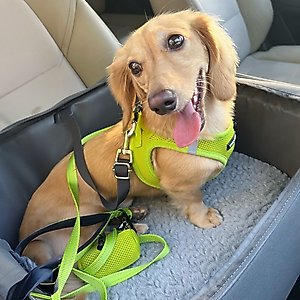 Best Pet Supplies Voyager Step-in Air Dog Harness, Lime Green, Small