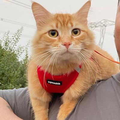 Show full view: Best Pet Supplies Voyager Step-in Air Dog Harness, Red, XX-Small slide 8 of 10