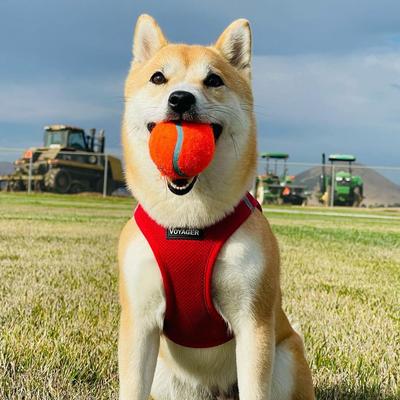 Show full view: Best Pet Supplies Voyager Step-in Air Dog Harness, Red, X-Large slide 8 of 11