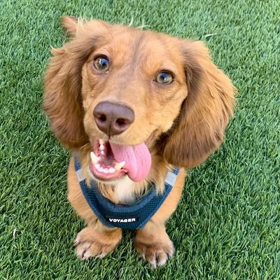 Show full view: Best Pet Supplies Voyager Step-in Air Dog Harness, Blue, X-Small slide 9 of 12