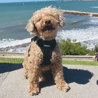 Show full view: Best Pet Supplies Voyager Step-in Air Dog Harness, Black, Large slide 8 of 11