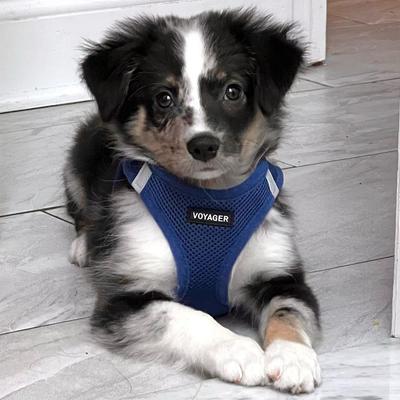 Show full view: Best Pet Supplies Voyager Step-in Air Dog Harness, Royal Blue, Large slide 8 of 10