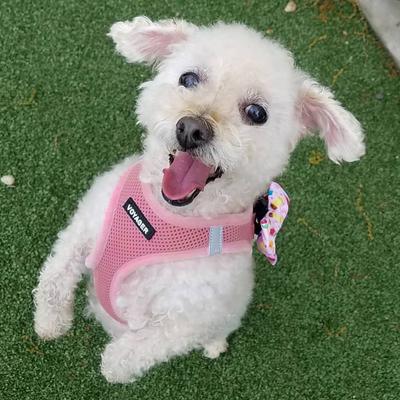 Show full view: Best Pet Supplies Voyager Step-in Air Dog Harness, Pink, XX-Small slide 9 of 11