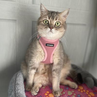 Show full view: Best Pet Supplies Voyager Step-in Air Dog Harness, Pink, XX-Small slide 8 of 11