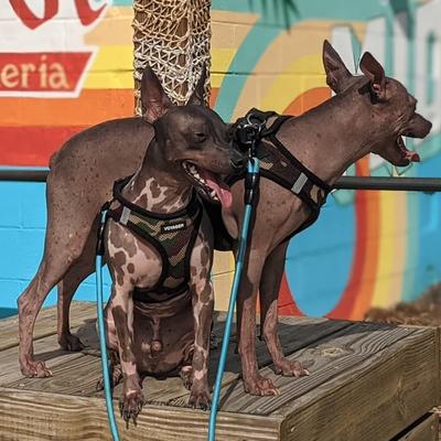 Show full view: Best Pet Supplies Voyager Step-in Air Dog Harness, Army Base, XX-Small slide 10 of 12