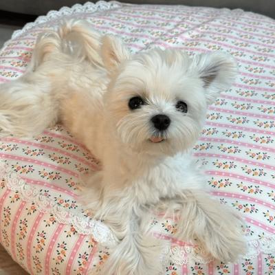 Show full view: Dolly Pet Petal Haven Dog Bed with Removable Cover, Pink/White, Large slide 4 of 5