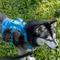 Show in main carousel: Canada Pooch Cooling 2.0 Pull-On Dog Harness, Blue, Medium: 18 to 25 inches slide 6 of 6