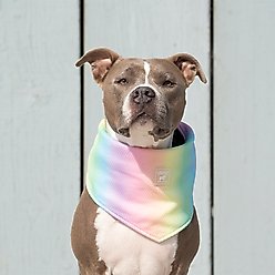 Canada Pooch Cooling Dog Bandana, Rainbow, Medium slide 2 of 3