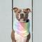 Show in main carousel: Canada Pooch Cooling Dog Bandana, Rainbow, Medium slide 3 of 4