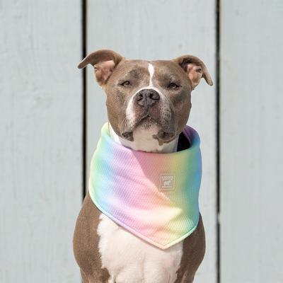 Show full view: Canada Pooch Cooling Dog Bandana, Rainbow, Medium slide 3 of 4