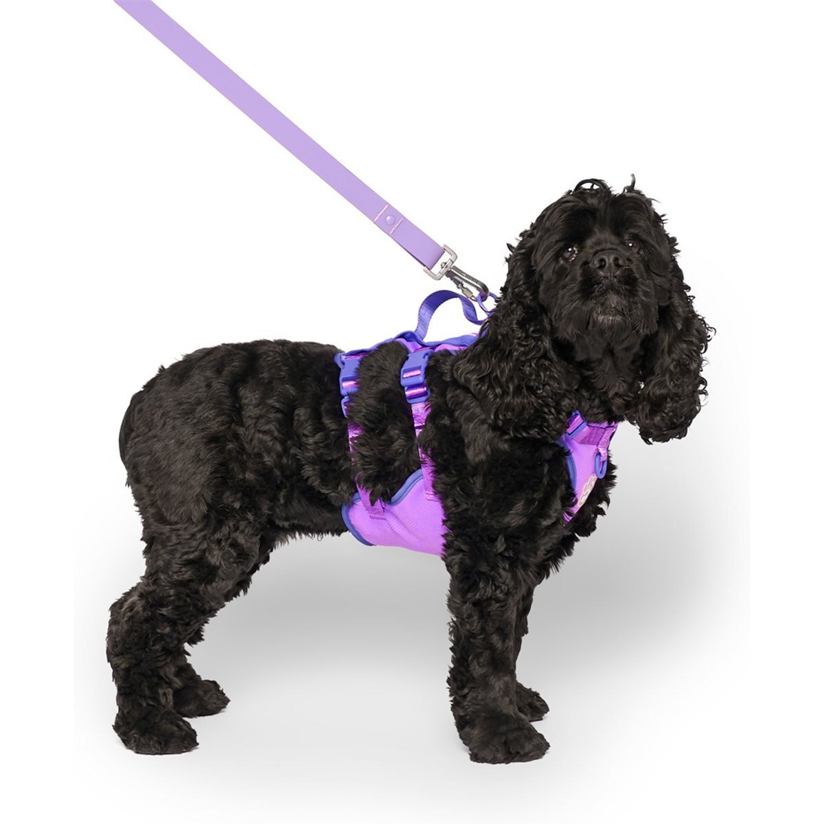 Canada Pooch Cooling 2.0 Dog Harness, Purple, Medium: 18 to 25-in chest