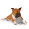 Show in main carousel: Canada Pooch Chill Seeker Cooling Pal Grey Walrus Dog Toy slide 1 of 3