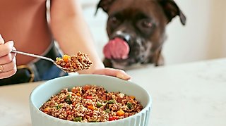 Drool Worthy Variety
