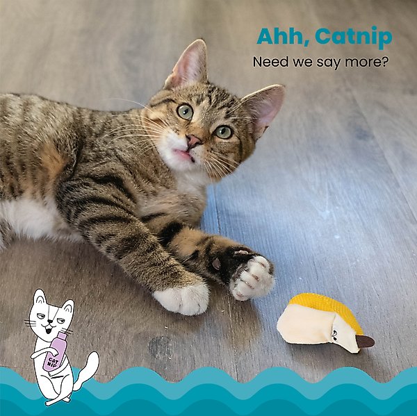 Show full view: Catstages Dental Banana Cat Chew Toy with Catnip slide 3 of 11