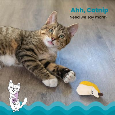 Show full view: Catstages Interactive Dental Banana Cat Chew Toy with Catnip, Yellow slide 3 of 10