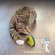 Show in main carousel: Catstages Lil' Avocato Cat Toy with Catnip slide 6 of 11