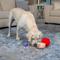 Show in main carousel: Nina Ottosson by Outward Hound Snack Palz Interactive Plush Puzzle Dog Toy slide 7 of 11