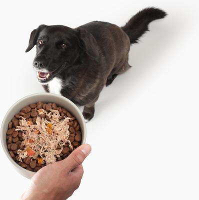 Show full view: Solid Gold Digestive Support Chicken, Beef & Pumpkin Wet Dog Food, 3.5-oz cup, case of 6 slide 4 of 10